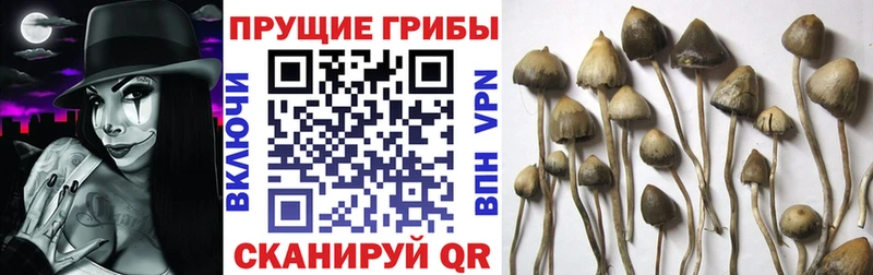 Псилоцибиновые грибы мухоморы  Бабаево 
